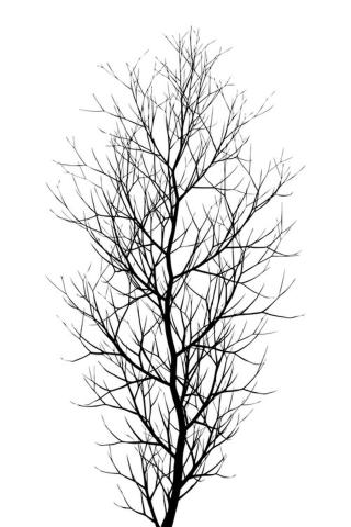 Ilustrace The Tree BLACK, Kubistika,
