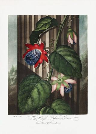 Ilustrace The Winged Passion-Flower from The Temple of Flora