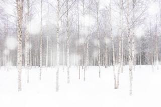 Ilustrace White snowflakes falling over birch tree, Roberto Moiola / Sysaworld,