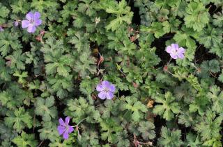 Kakost 'Buxton's Variety' - Geranium wallichianum 'Buxton's Variety', Květník o průměru 11 cm