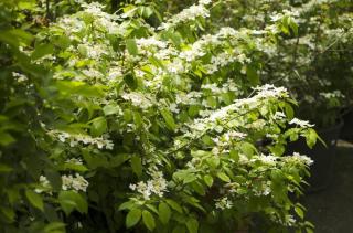 Kalina japonská 'Mariesii' - Viburnum plicatum 'Mariesii', Kontejner o objemu 12 litrů velikost 60-80 cm