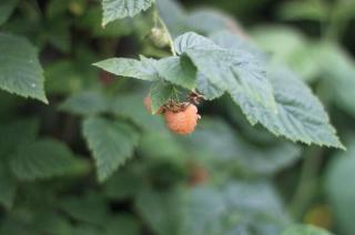 Maliník remontantní 'Fall Gold' - Rubus idaeus 'Fall Gold', Vysoký květník o objemu 2 litry velikost 20-40 cm keř