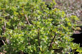 Meruzalka alpská 'Schmidt' - Ribes alpinum 'Schmidt', Kontejner o objemu 1,5 litru velikost 40-50 cm