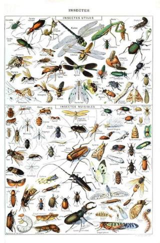 Millot, Adolphe Philippe - Obrazová reprodukce Illustration of  useful Insects and insect pests c.1923,