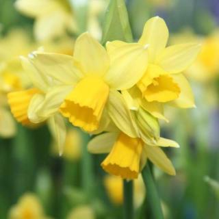 Narcis Tete a Tete 12cm