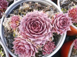 Netřesk 'Granat' - Sempervivum 'Granat', Květník o průměru 9 cm
