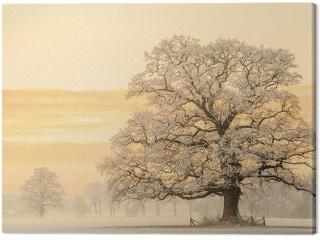 Obraz na plátně Lars Van De Goor - Winter Light,