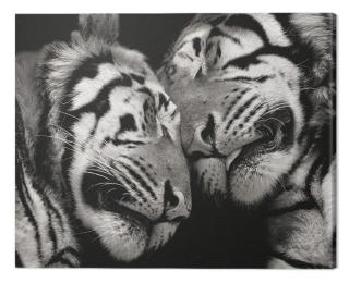 Obraz na plátně Marina Cano - Sleeping Tigers,