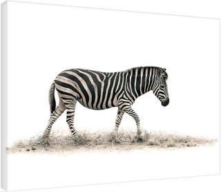 Obraz na plátně Mario Moreno - The Zebra,