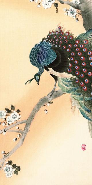 Obraz na plátně Ohara Koson - Peacock on a Cherry Blossom Tree,