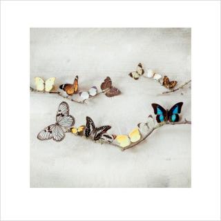 Obrazová reprodukce Ian Winstanley - Array of Butterflies,