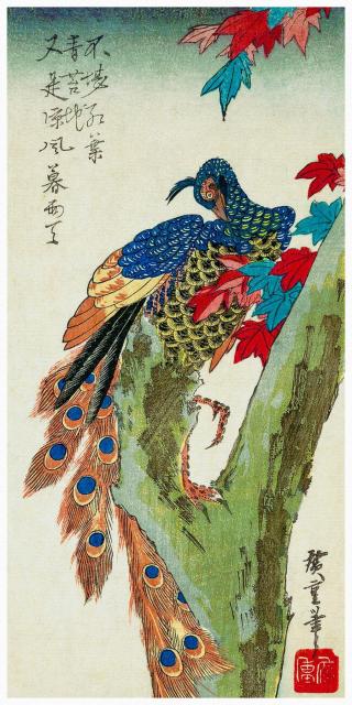 Obrazová reprodukce Peacock Perched on a Maple Tree