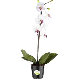 ORCHIDEJ 60 cm