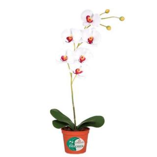 ORCHIDEJ orchidej 60 cm