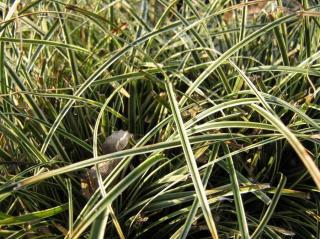Ostřice 'Hime Kansuge' - Carex conica 'Hime Kansuge', Květník o průměru 11 cm