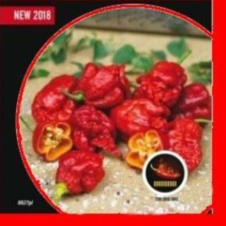 Paprika chilli 'Carolina Reaper' PIQUANT