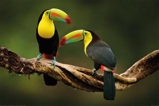 Plakát, Obraz - Birds - Toucan,