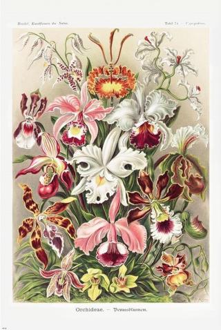 Plakát, Obraz - Ernst Haeckel - Orchideen,