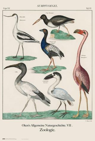 Plakát, Obraz - Vintage Birds,