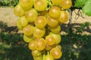 Réva vinná 'Prim' - Vitis vinifera 'Prim', Vysoký květník o objemu 2 litry