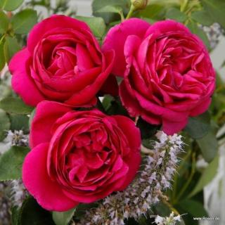 Růže Kordes 'Für Elise' květináč 5 litrů