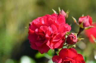 Růže mnohokvětá Kordes 'Gärtnerfreude' , Kontejner o objemu 5 litrů