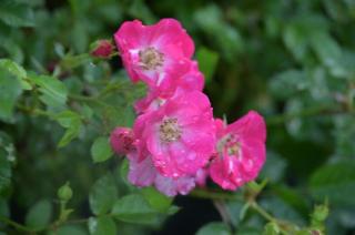 Růže mnohokvětá Kordes 'Lupo' - Rosa MK 'Lupo', Kontejner o objemu 5 litrů