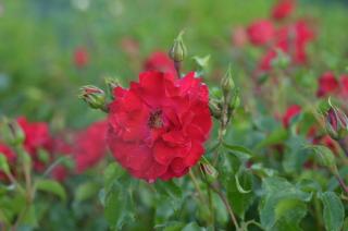 Růže mnohokvětá Kordes 'Rotilia' - Rosa MK 'Rotilia', Kontejner o objemu 3 litry