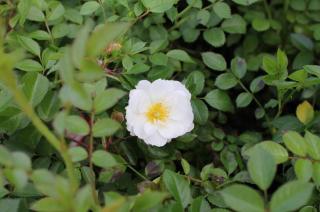 Růže půdopokryvná 'Bienenweide Weiss' - Rosa PK 'Bienenweide Weiss', Kontejner o objemu 1,5 litru