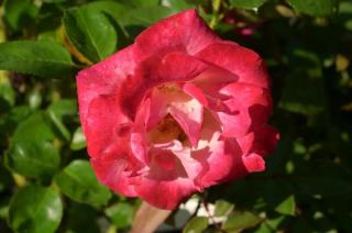 Růže velkokvětá 'Dick Clarck' - Rosa VK 'Dick Clarck', Vysoký květník o objemu 7 litrů