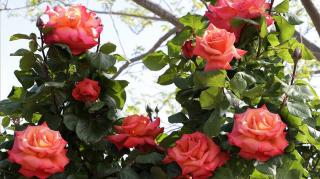 Růže velkokvětá Meilland 'Christophe Colomb' - Rosa VK 'Christophe Colomb', Vysoký květník o objemu 7 litrů
