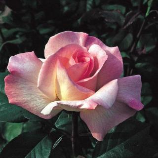 Růže velkokvětá 'Pristine' - Rosa VK 'Pristine', Vysoký květník o objemu 7 litrů