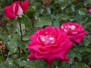 Růže velkokvětá Tantau 'Acapella' - Rosa VK 'Acapella', Vysoký květník o objemu 7 litrů