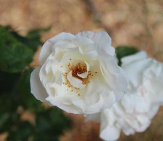 Růže velkokvětá 'White Queen Elizabeth' - Rosa VK 'White Queen Elizabeth', Vysoký květník o objemu 7 litrů