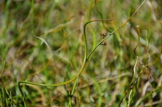 Sítina rozkladitá 'Twister' - Juncus effusus f. spiralis 'Twister', Květník o průměru 11 cm
