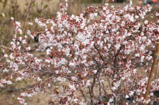 Slivoň vyříznutá 'Kojou-no-mai' - Prunus incisa 'Kojou-no-mai', Kontejner o objemu 30 litrů obvod kmene 12-14 cm kmen 60 cm
