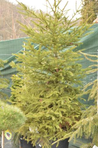 Smrk ztepilý - Picea abies, Kontejner o objemu 2 litry velikost 60-80 cm