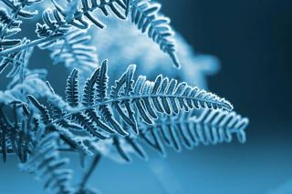 Umělecká fotografie A blue monochromatic photo of frozen fern leaves, s5iztok,