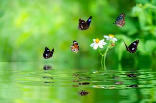 Umělecká fotografie a butterfly smelling a flower, sarayut Thaneerat,