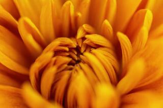 Umělecká fotografie A Chrysanthemum Flower, Gabriel Perez,