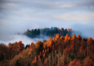 Umělecká fotografie Autumn forest in the fog, Uetliberg, Switzerland, svjetlana,