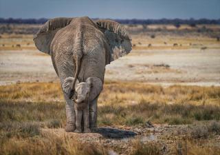 Umělecká fotografie Baby Elephant, Marcel Egger,