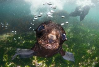 Umělecká fotografie baby of the sea, Andrey Narchuk,