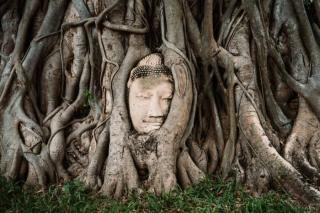 Umělecká fotografie Buddha head between tree branches, Hugo Abad,