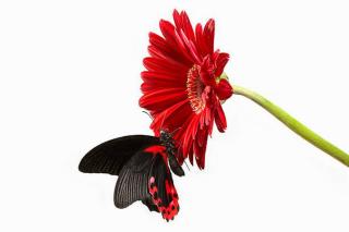 Umělecká fotografie Butterfly on red gerbera  flower, Digital Zoo,