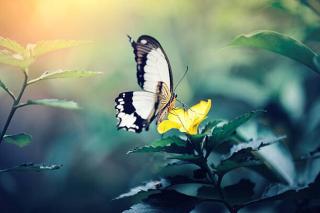 Umělecká fotografie Butterfly On Yellow Flower, borchee,