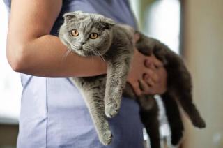 Umělecká fotografie Cat owner is holding a Scottish, Yulia Shaihudinova,