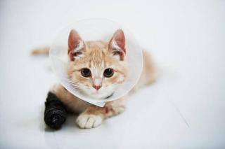 Umělecká fotografie Cat wearing medical cone collar, Johner Images,