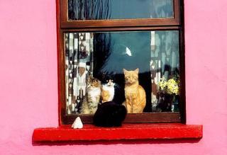 Umělecká fotografie Cats At Window Near Kilkee, Co Clare, Ireland, Design Pics / The Irish Image Collection,