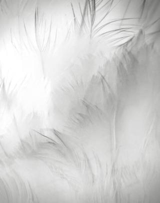 Umělecká fotografie Close Up Detail of Swan Feathers, Vicki Jauron, Babylon and Beyond Photography,